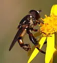 Tropidia albistylum - photo 5