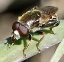 Tropidia mamillata - photo 2