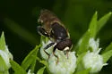 Tropidia mamillata - photo 3