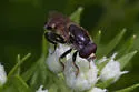 Tropidia mamillata - photo 4