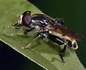 Tropidia quadrata - Tropidia quadrata