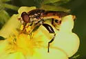 Tropidia quadrata - photo 2