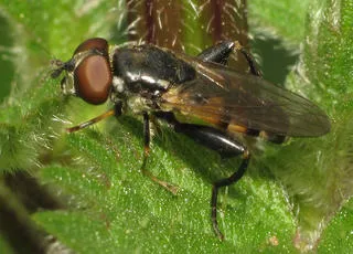 Tropidia scita