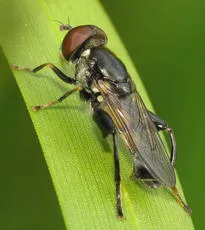 Tropidia scita - photo 2