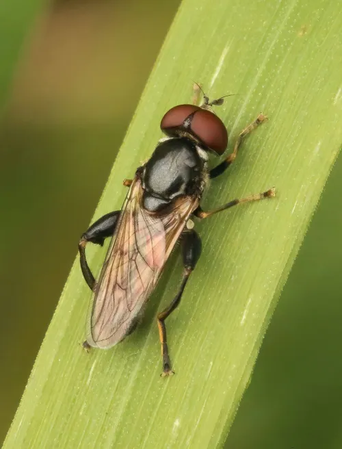 Tropidia scita - photo 3