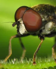 Tropidia scita - photo 4