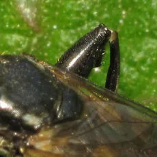 Tropidia scita - photo 5