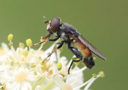 Tropidia scita - photo 6