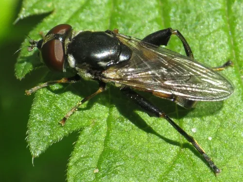 Tropidia scita - photo 7
