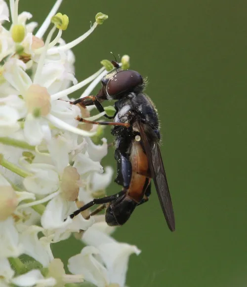 Tropidia scita - photo 8