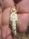 Great Crested Grasshopper