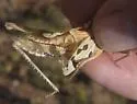 Great Crested Grasshopper - photo 2