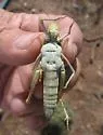 Great Crested Grasshopper - photo 3