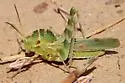 Great Crested Grasshopper - photo 4