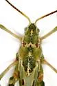 Great Crested Grasshopper - photo 5