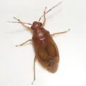 Tropidosteptes adustus