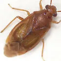 Tropidosteptes adustus - photo 2