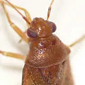 Tropidosteptes adustus - photo 3