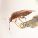 Tropidosteptes adustus - photo 4