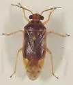 Tropidosteptes adustus - photo 5
