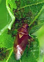 Ash Plant Bug