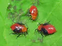 Tropidosteptes cardinalis