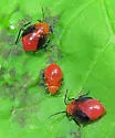 Tropidosteptes cardinalis - photo 2