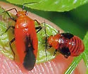 Tropidosteptes cardinalis - photo 3