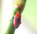 Tropidosteptes cardinalis - photo 4