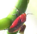 Tropidosteptes cardinalis - photo 5