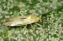 Tropidosteptes commissuralis