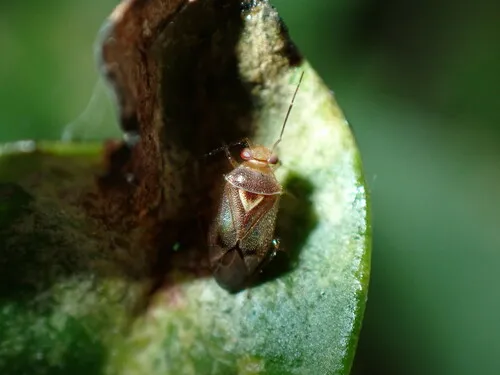 Tropidosteptes forestierae