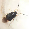 Tropidosteptes geminus