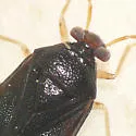 Tropidosteptes geminus - photo 2