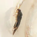 Tropidosteptes geminus - photo 3
