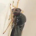 Tropidosteptes geminus - photo 4