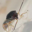 Tropidosteptes geminus - photo 5