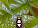 Tropidosteptes neglectus - photo 2