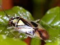 Tropidosteptes neglectus - photo 4