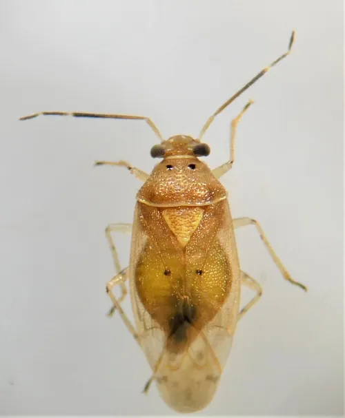Tropidosteptes pacificus - photo 2