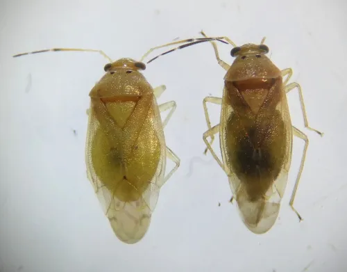 Tropidosteptes pacificus - photo 3