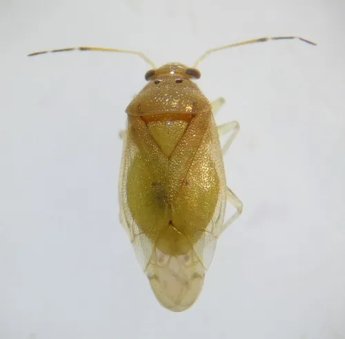 Tropidosteptes pacificus - photo 4