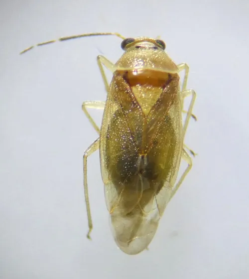 Tropidosteptes pacificus - photo 5