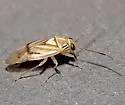 Tropidosteptes palmeri - photo 2