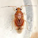 Tropidosteptes palmeri - photo 3