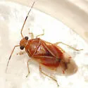 Tropidosteptes palmeri - photo 4