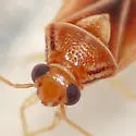 Tropidosteptes palmeri - photo 5