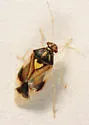 Tropidosteptes pubescens