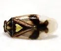 Tropidosteptes pubescens - photo 2