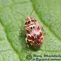 Oak Catkin Mirid